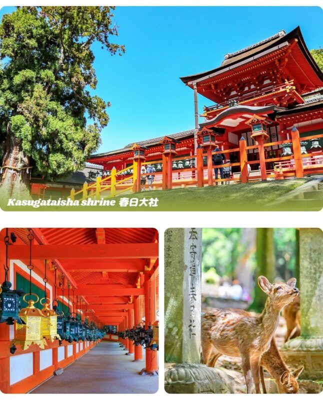 Kyoto Nara Day Trip | Kiyomizu-dera Temple + Fushimi Inari-taisha Shrine + Nara Park (Departing from Osaka/Kyoto) - Who should book this Kyoto and Nara day trip?