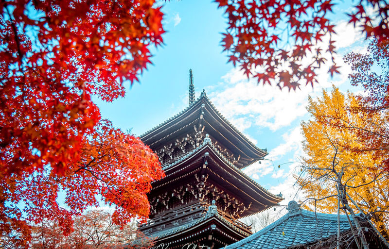Kyoto Nara Day Trip [with Fried Chicken Set Meal] - Kiyomizu-dera Temple, Fushimi Inari-taisha Shrine, Nara Park, Todai-ji Temple Day Trip (Pick-up available in Osaka and Kyoto) - A busy day linking two old capitals