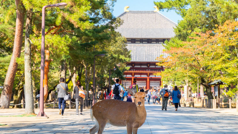 Kyoto Nara Day Trip [with Fried Chicken Set Meal] - Kiyomizu-dera Temple, Fushimi Inari-taisha Shrine, Nara Park, Todai-ji Temple Day Trip (Pick-up available in Osaka and Kyoto) - Who will enjoy this day, and who may not