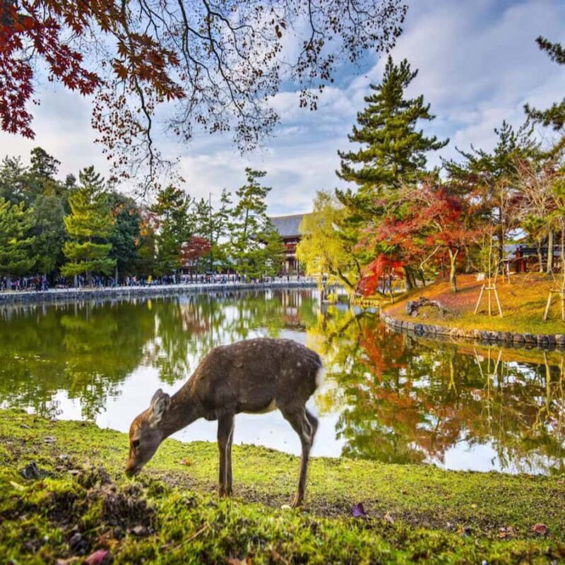 Kyoto & Nara: Full-Day Private Guided Tour with Hotel Pickup - FAQs 