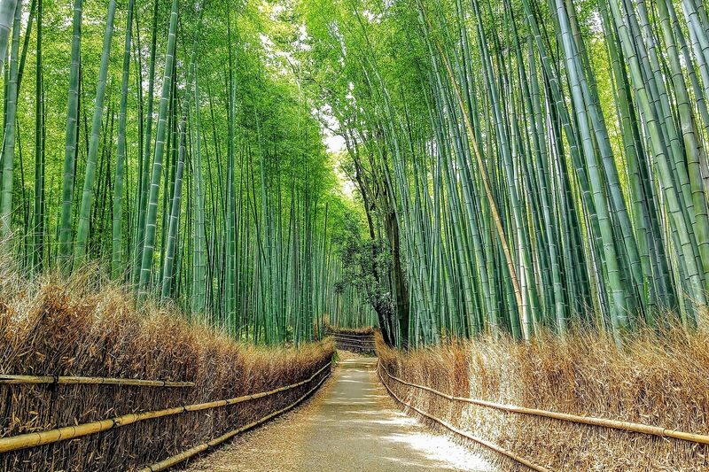 Kyoto & Nara Full-Day Private Guided Tour with Transfers - Kyoto’s temples, gates, and changing route