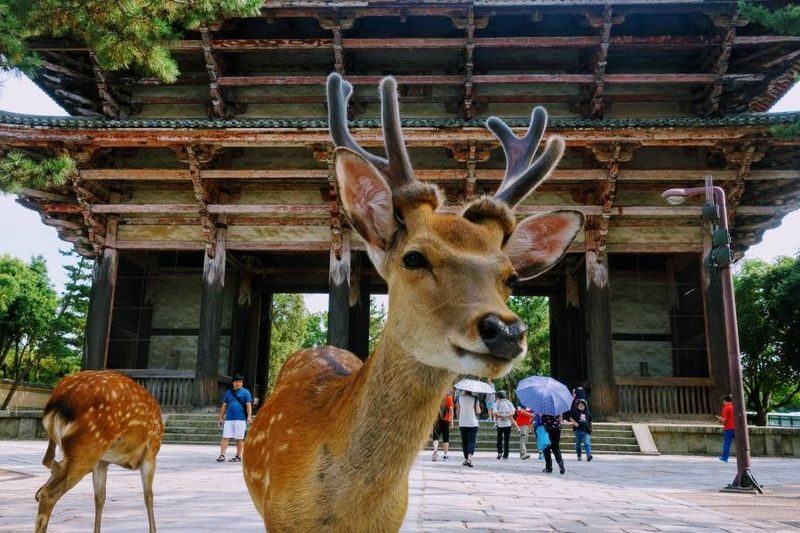 Kyoto & Nara Full-Day Private Guided Tour with Transfers - Practical details before you book