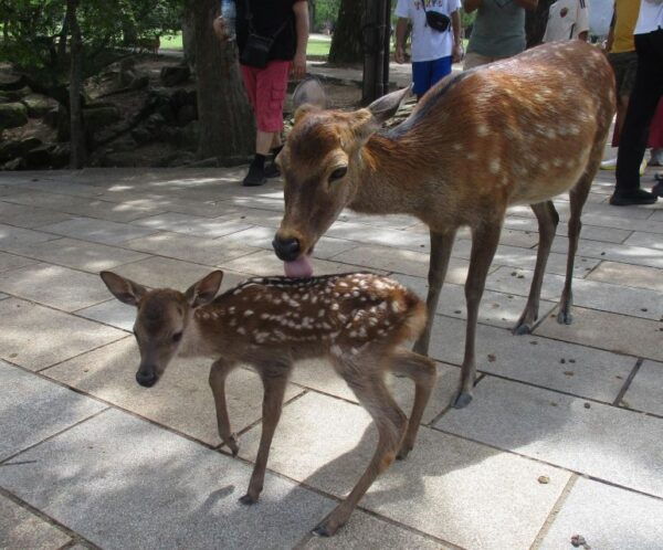 Kyoto-Nara: Great Buddha, Deer, Pagoda, 'Geisha' (Italian) - Itineraries and Schedules