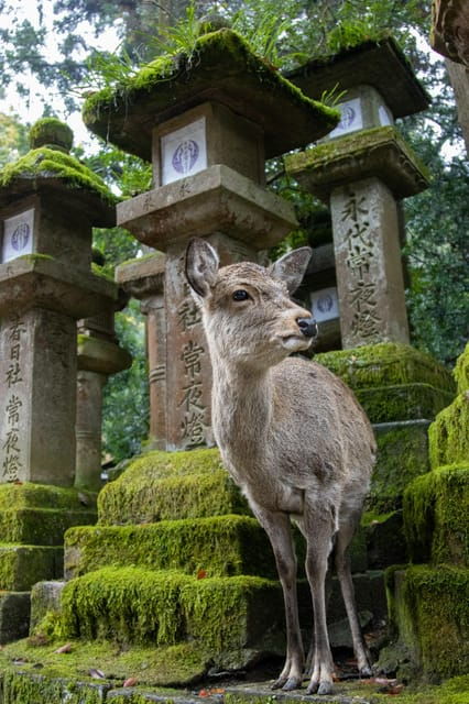Kyoto: Nara or Osaka Private Customized English Guided Trip - Kyoto Highlights