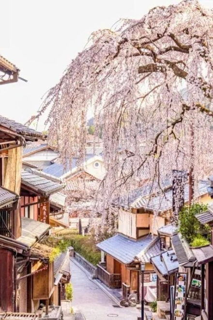Kyoto: Nara or Osaka Private Customized English Guided Trip - Osaka Highlights