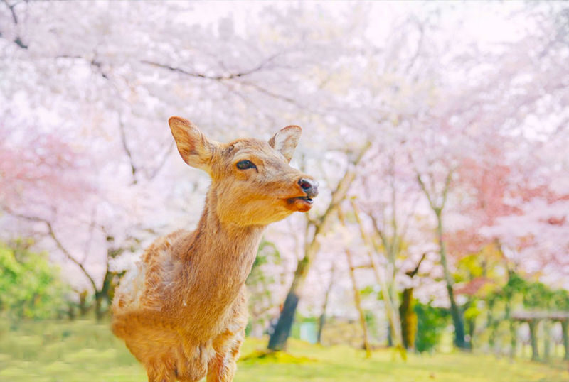 Kyoto & Nara Park & Arashiyama Day Trip (Optional Departure from Osaka or Kyoto) - Is $44.85 good value?