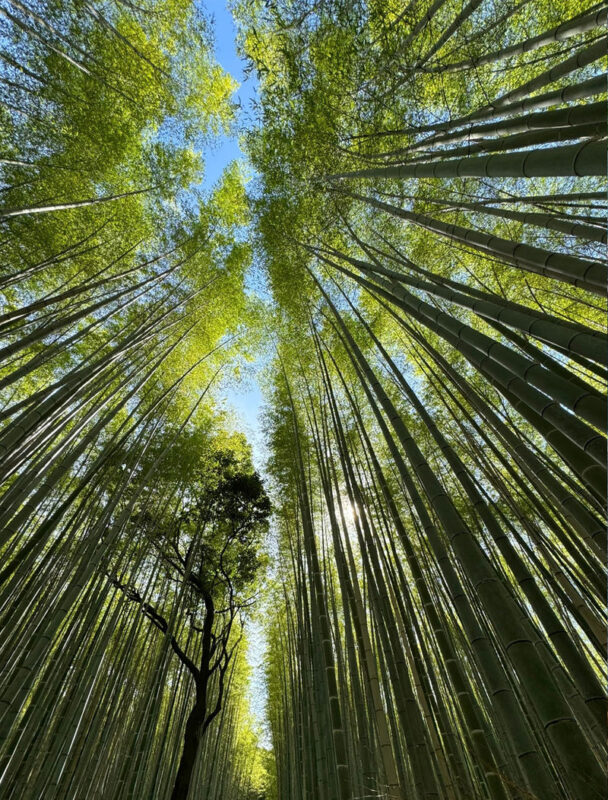 Kyoto & Nara Park & Arashiyama Day Trip (Optional Departure from Osaka or Kyoto) - What to know before you book