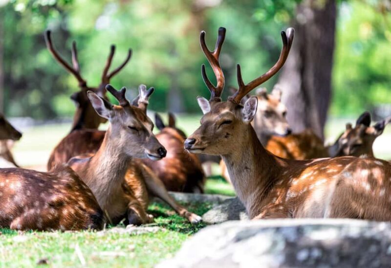 Kyoto & Nara: Private Day Customized Tour in Luxury Vehicle - FAQs