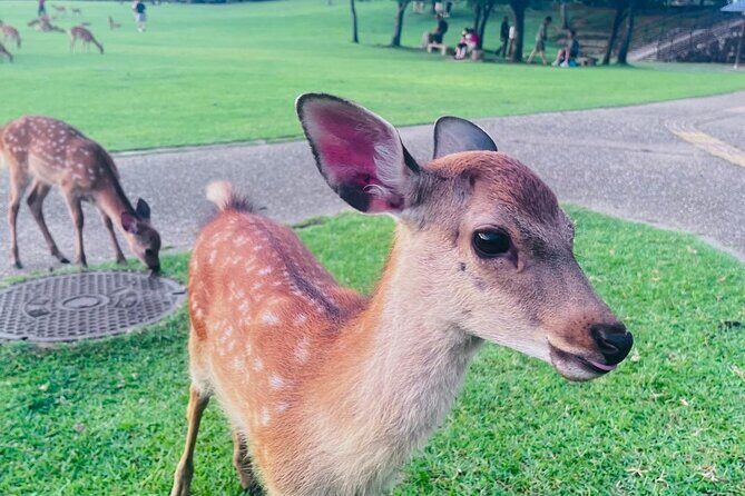 Kyoto & Nara: Private Day Tour by luxury Vehicle & English Guide - The Experience in Detail