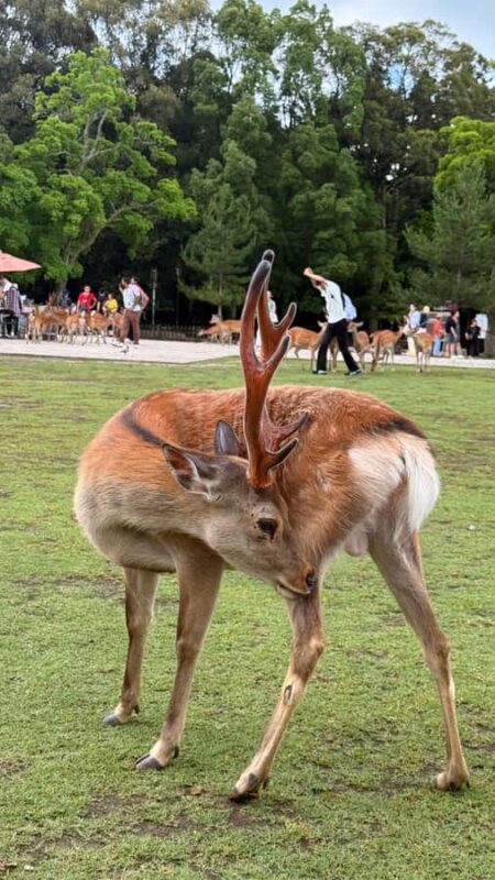 Kyoto & Nara: Private Guided Tour on Green Licensed Alphard - Discover the Best of Kansai in One Day: Kyoto, Nara, and Osaka by Private Guided Tour