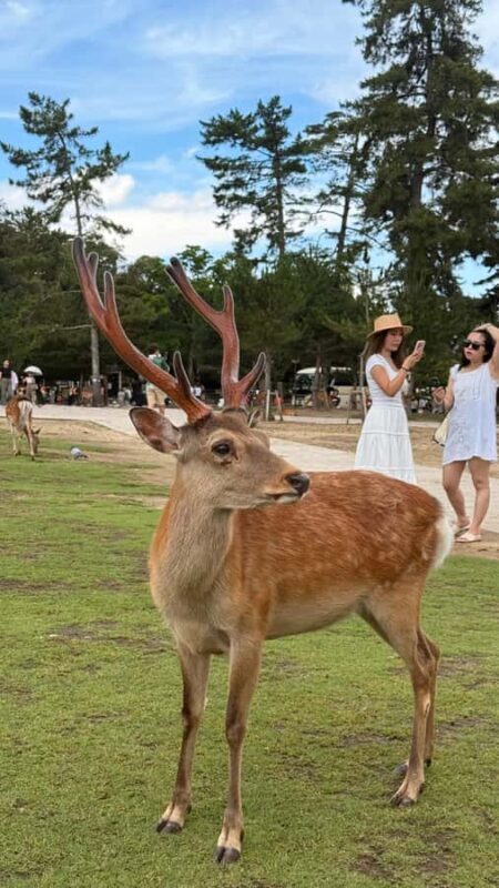 Kyoto & Nara: Private Guided Tour on Green Licensed Alphard - Good To Know