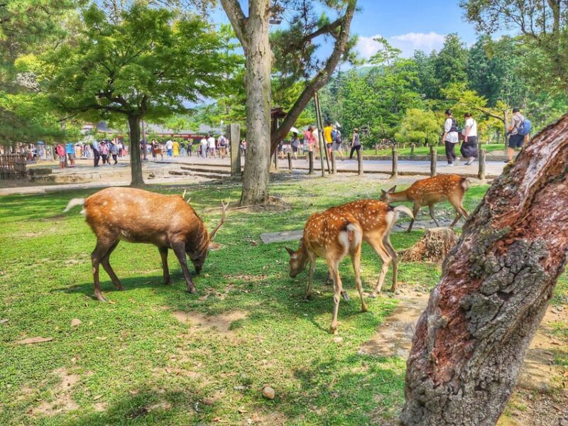 Kyoto: Nara, Todaiji, Kasuga Taisha Shrine Private Full Day - Discovering Nara: A Full-Day Private Tour from Kyoto