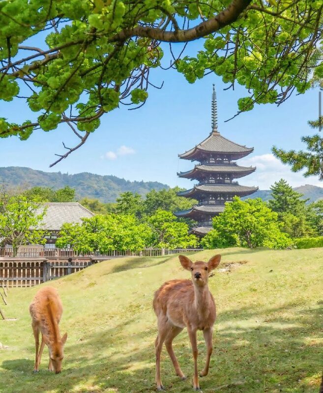Kyoto & Nara & Uji Day Tour: Nara Park Cute Deer & Fushimi Inari Taisha Thousand Torii Gates & World Cultural Heritage Todai-ji & Byodo-in & Uji Matcha Food Street & Uji River & Uji Park & Asagiri Bridge Day Tour - Fushimi Inari: a final walk beneath red gates
