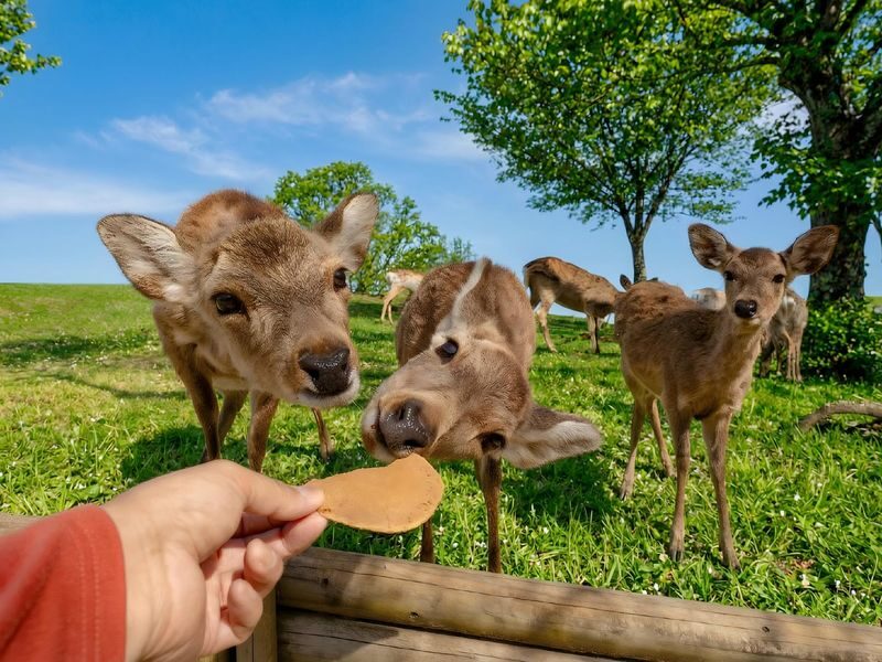 Kyoto & Nara & Uji Day Tour: Nara Park Cute Deer & Fushimi Inari Taisha Thousand Torii Gates & World Cultural Heritage Todai-ji & Byodo-in & Uji Matcha Food Street & Uji River & Uji Park & Asagiri Bridge Day Tour - What the price covers, and what it does not
