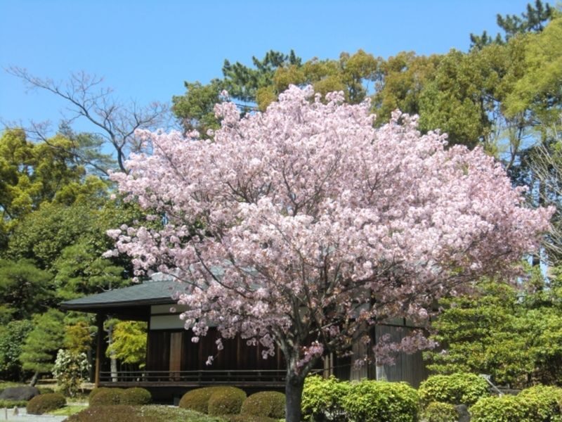 Kyoto: Nijo Castle Admission / World Heritage Guided Tour - Meeting at Nijojo-mae Station