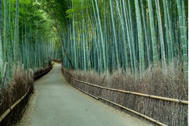 Kyoto One Day Highlight Bus Tour - Lunch and the move to Arashiyama