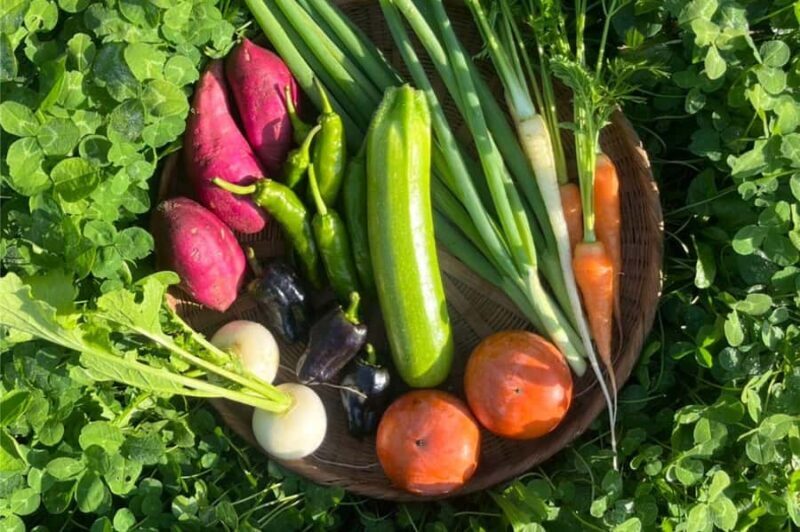 Kyoto: Organic Farm Experience with Vegetable Souvenir - Experience Overview: What to Expect