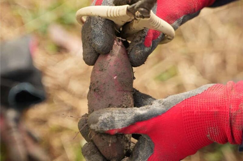 Kyoto: Organic Farm Experience with Vegetable Souvenir - FAQs