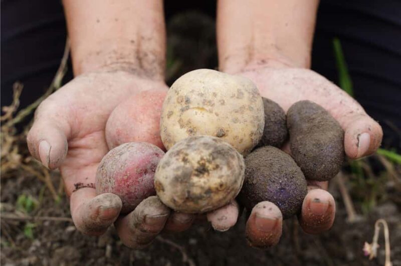 Kyoto: Organic Farm Experience with Vegetable Souvenir - FAQ