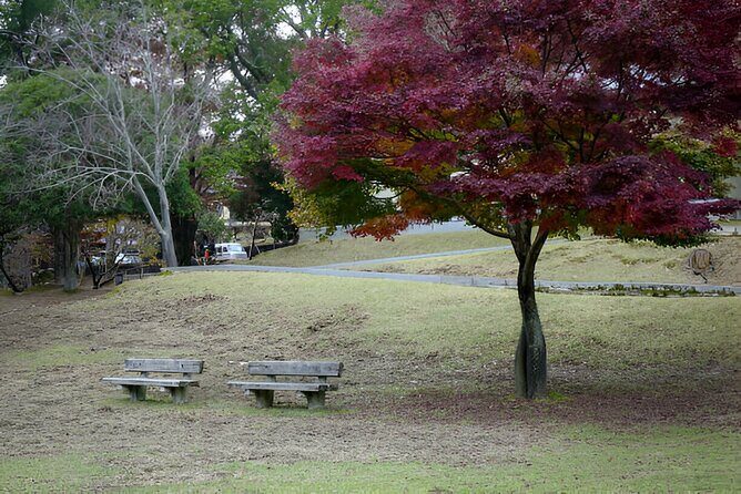 Kyoto, Osaka and Nara Customized Private Car tour - The Comfort of Private Transportation and Expert Guidance