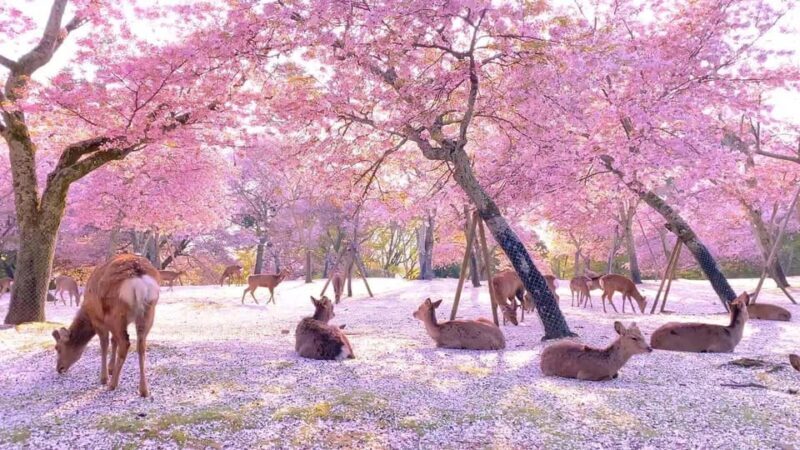 Kyoto/Osaka: Kyoto and Nara Customized Private Guided Tour - Exploring Kyoto and Nara: What Makes This Tour Special?