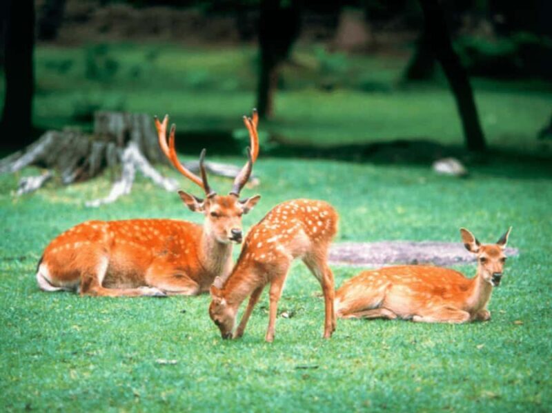 Kyoto/Osaka: Kyoto and Nara Customized Private Guided Tour - Discovering the Essence of Kyoto and Nara in One Day