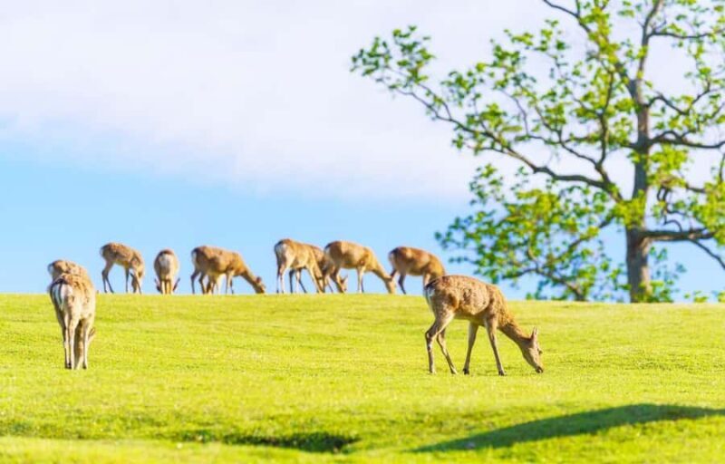 Kyoto/Osaka: Kyoto and Nara World Heritage Day Tour - Good To Know