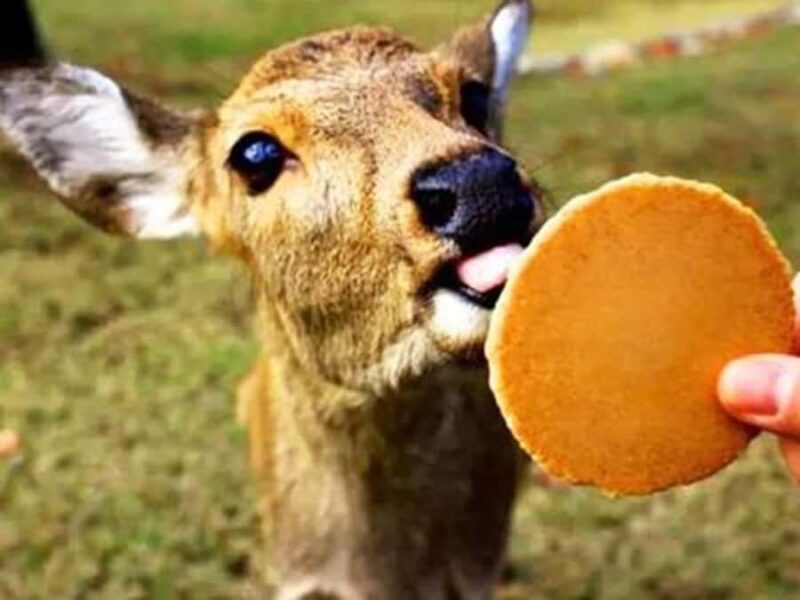 Kyoto/Osaka: Kyoto and Nara World Heritage Day Tour - Introduction to the Experience