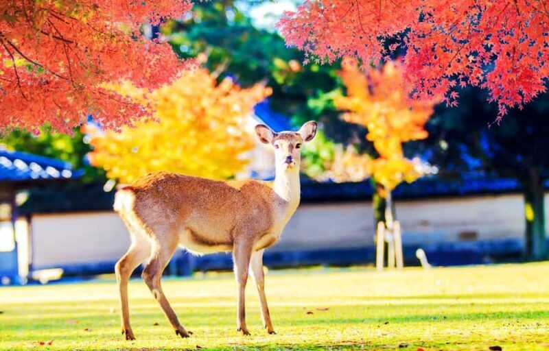 Kyoto/Osaka: Kyoto and Nara World Heritage Day Tour - A Deep Dive into the Itinerary and Experience