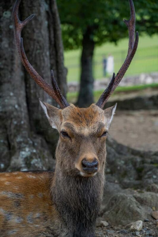 Kyoto/Osaka: Kyoto&Nara Private Customized Guided Tour - An In-Depth Look at the Tour Experience