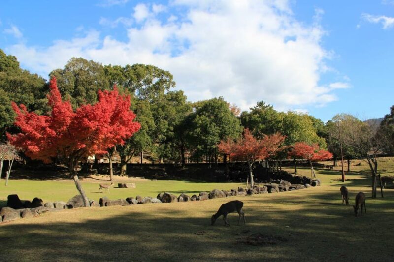 Kyoto/Osaka: Nara Customizable Self-Guided Tour with Driver - Deep Dive into the Nara Itinerary