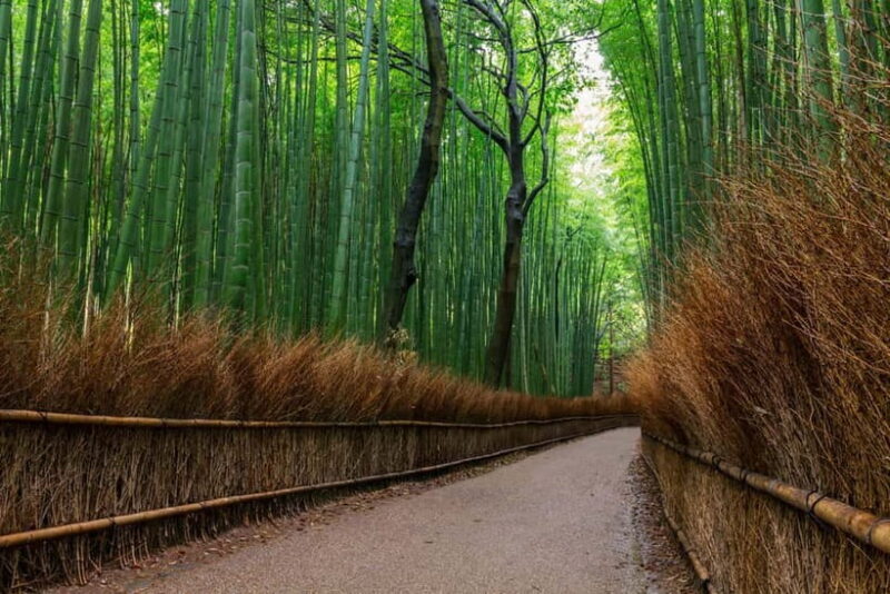 Kyoto/Osaka: Nara, Fushimi Inari Taisha, Arashiyama Bus Tour - An In-Depth Look at the Tour Experience