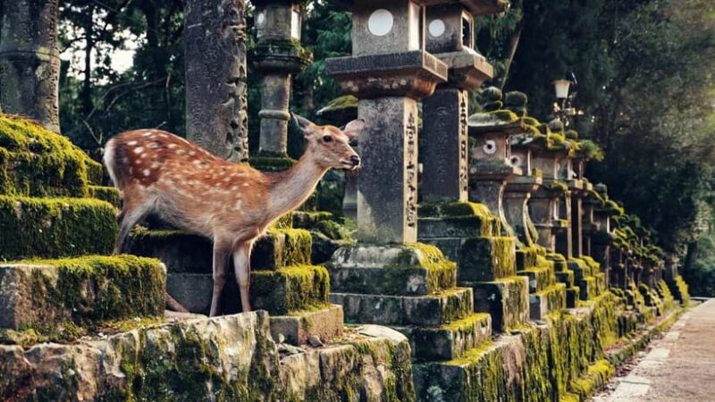 Kyoto/Osaka: Nara, Fushimi Inari Taisha, Arashiyama Bus Tour - FAQ