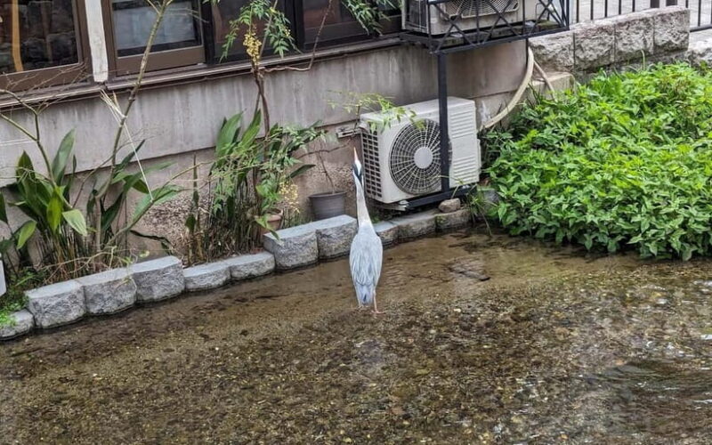 Kyoto: Personalize, private tour (3h, 5h, 8h) [W/Car Option] - The Sum Up