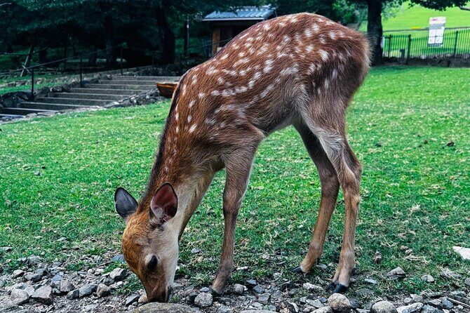 Kyoto Private & Customizable Tour with English-Speaking Driver - FAQ