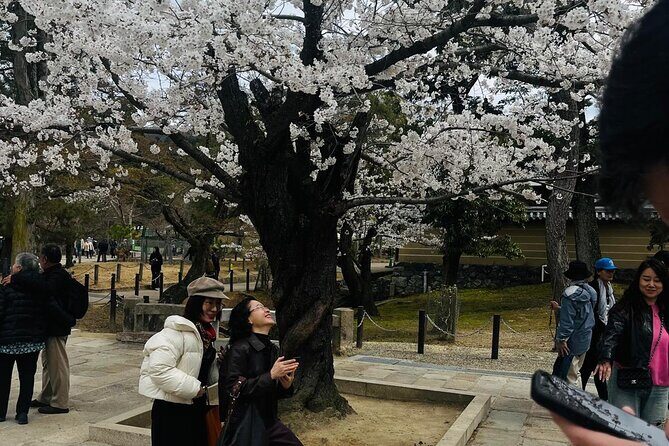 Kyoto Private & Customizable Tour with English-Speaking Driver - Practical Tips for Booking & Participating