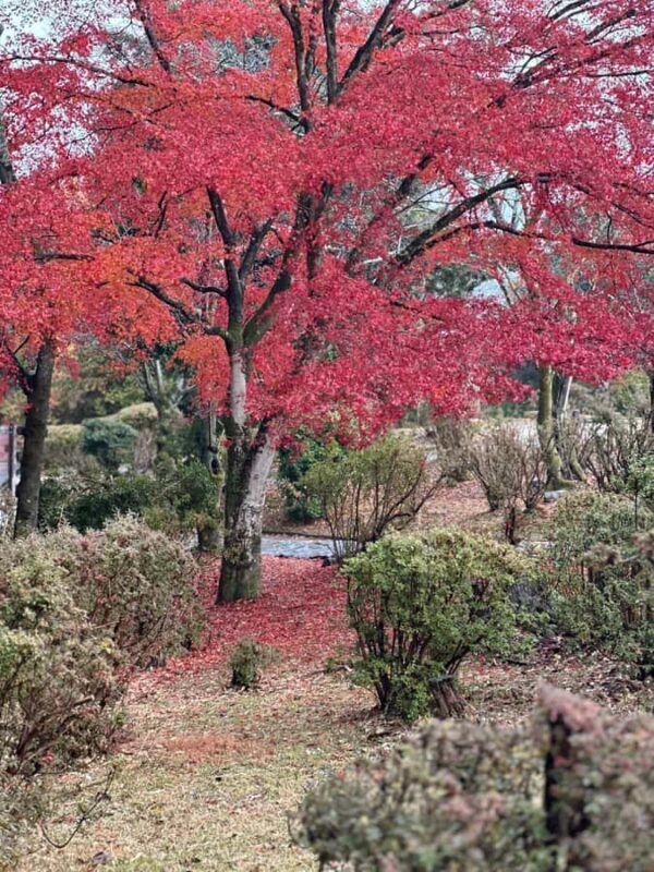 Kyoto Private Customizable Tour With Guide & Luxury vehicle - An In-Depth Look at the Kyoto Private Customizable Tour