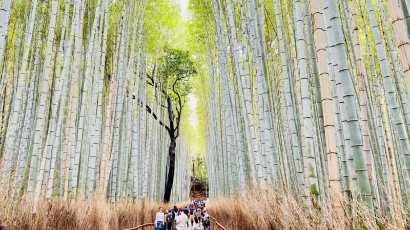 Kyoto Private Day Tour with Luxury Vehicle & English Guide - Final Thoughts