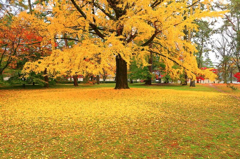 Kyoto Private E-Bike Tour: Highlights & Hidden Gems - Final Thoughts