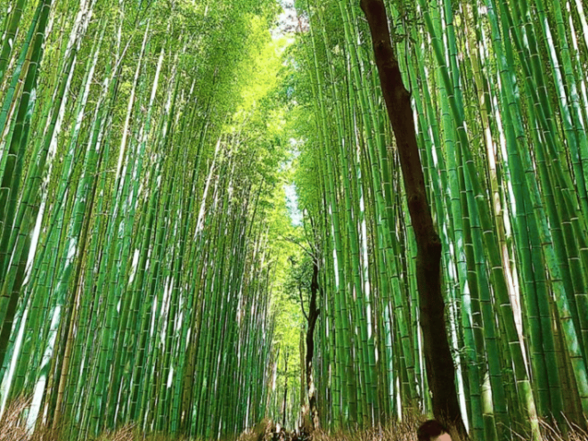 Kyoto: Private Full Day Car Tour by English Speaking Driver - Key Locations Explored