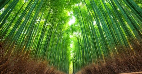 Kyoto Private Group Tour From Osaka/Nara - Tips for Travelers