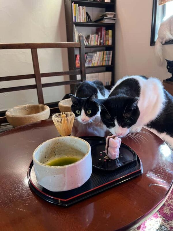 Kyoto: Private/GroupEthical Cat Sanctuary & Tea Ceremony - An Unconventional Kyoto Experience: Ethical and Calm