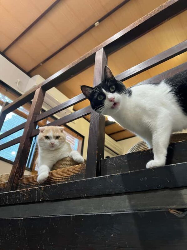 Kyoto: Private/GroupEthical Cat Sanctuary & Tea Ceremony - Practical Details & Tips