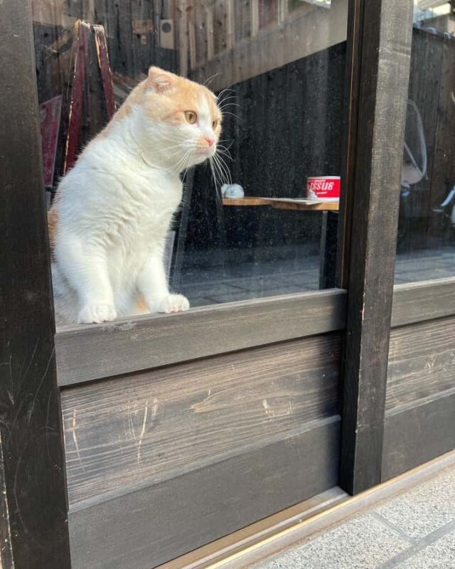 Kyoto: Private/GroupEthical Cat Sanctuary & Tea Ceremony - Authentic Experiences That Celebrate Kyoto’s Spirit