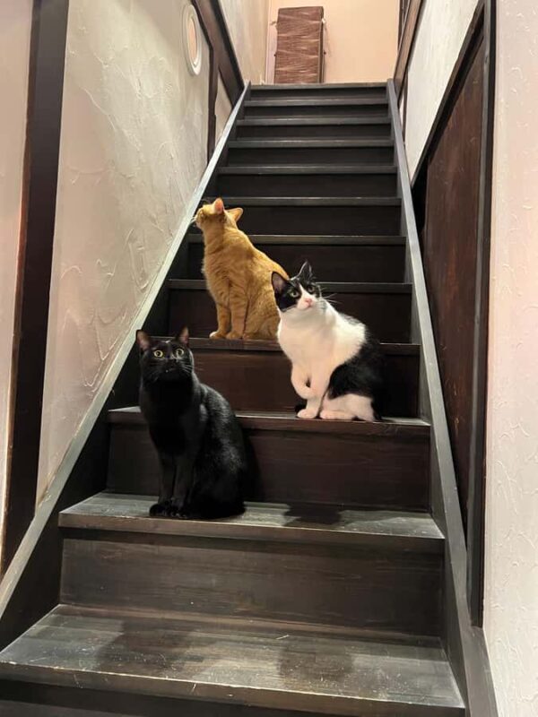 Kyoto: Private/GroupEthical Cat Sanctuary & Tea Ceremony - FAQ