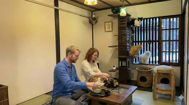 Kyoto: Private/GroupEthical Cat Sanctuary & Tea Ceremony - What to Expect from Your Visit
