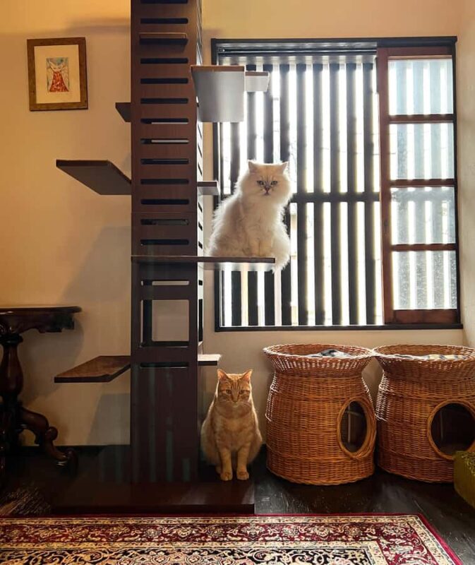 Kyoto: Private/GroupEthical Cat Sanctuary & Tea Ceremony - Pricing and Value