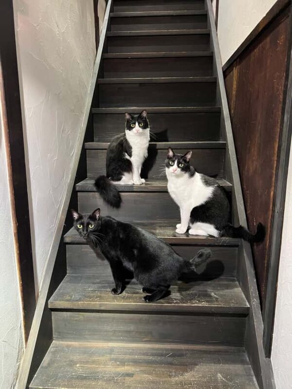 Kyoto: Private/GroupEthical Cat Sanctuary & Tea Ceremony - FAQ