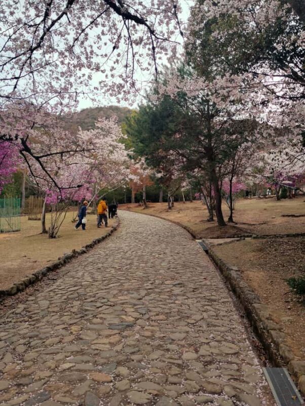 Kyoto: Private guided Tour with English speaking guide - Good To Know  