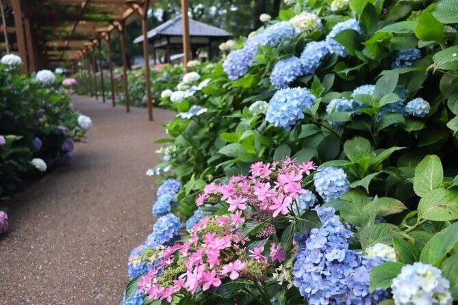 Kyoto Private Hydrangea Tour by Car and Rail - Additional Details and Practical Tips
